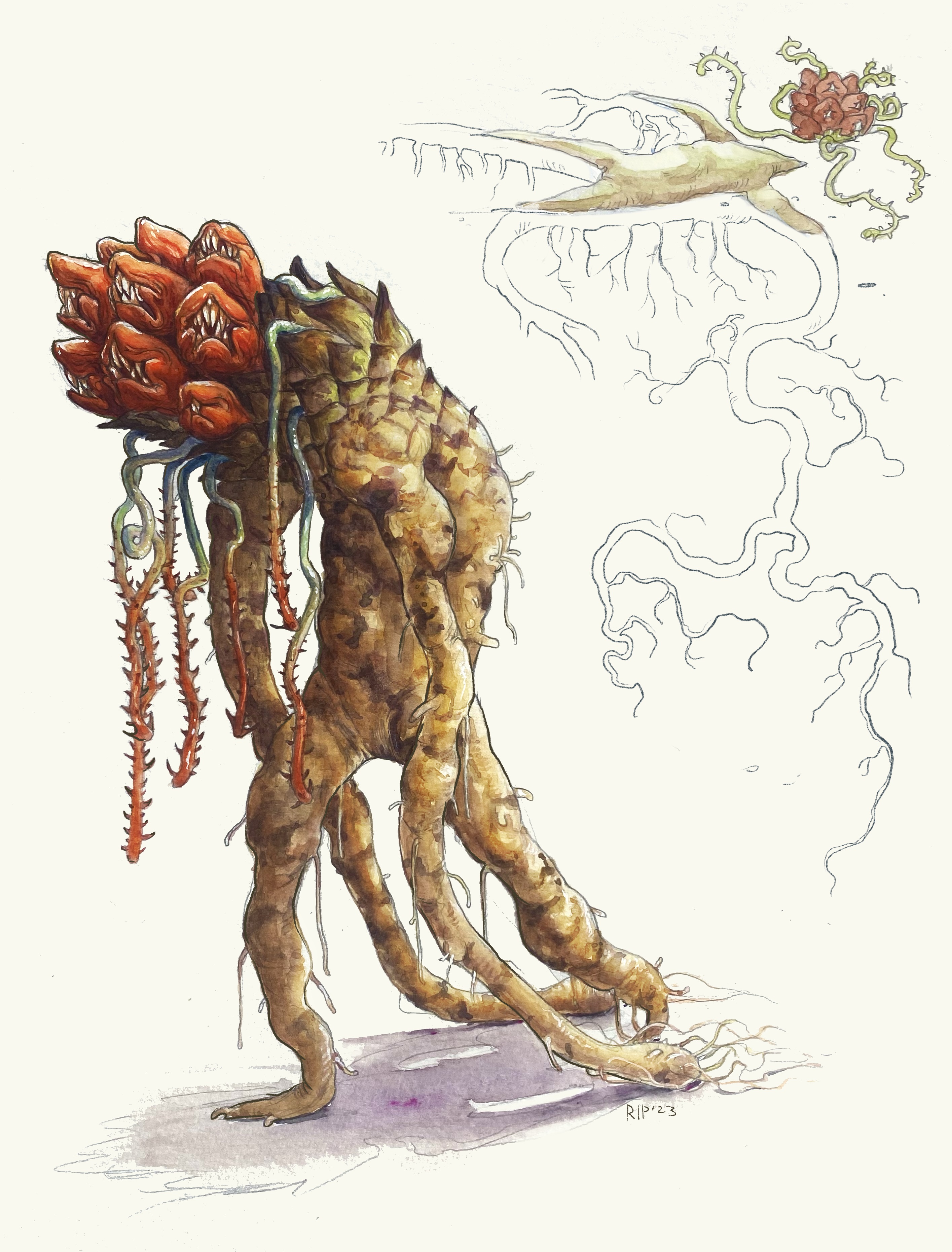 manroot